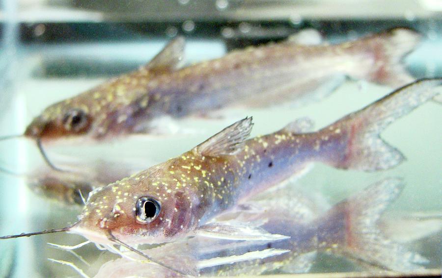 Unhealthy Catfish Photograph by Stephen Ausmus/us Department Of Agriculture/science Photo Library