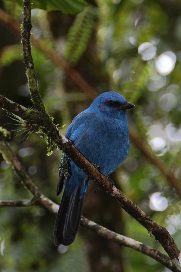 Unicolored Jay Photograph by Bruce J Robinson