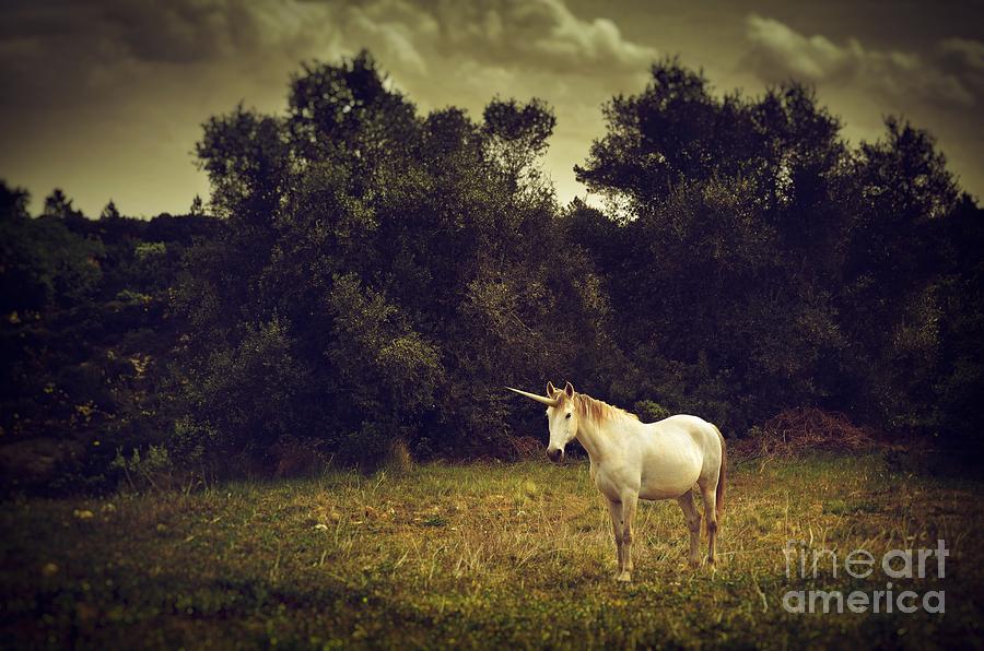 Unicorn Photograph by Carlos Caetano