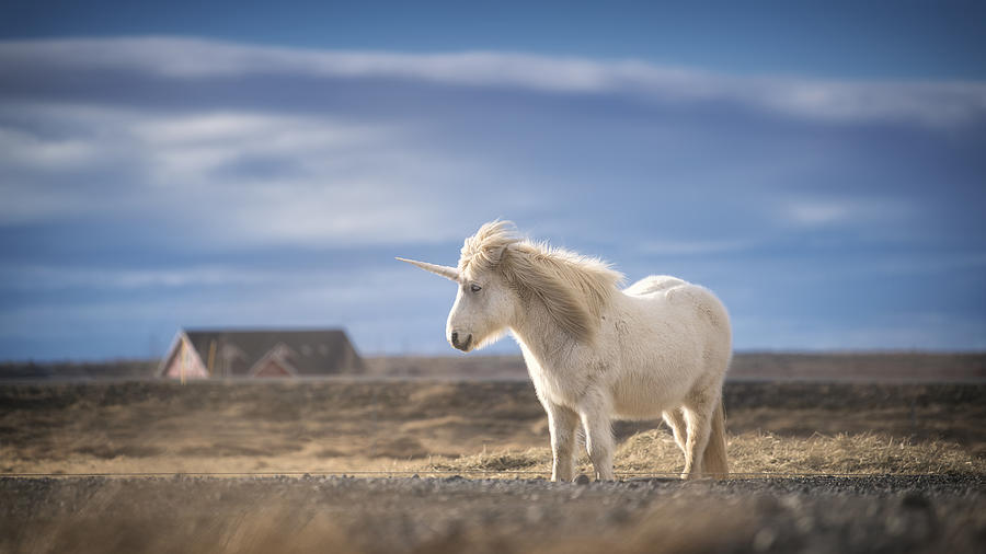Unicorn realistic photography Photograph by Pone Pluck