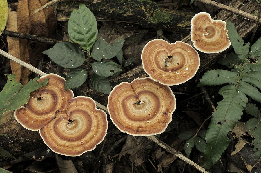 Unidentified Bracket Fungi Photograph by Fletcher & Baylis