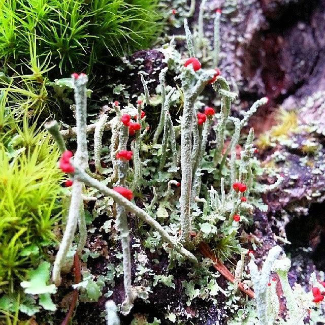 Nature Photograph - Lichen On The Trees by Cora Jones