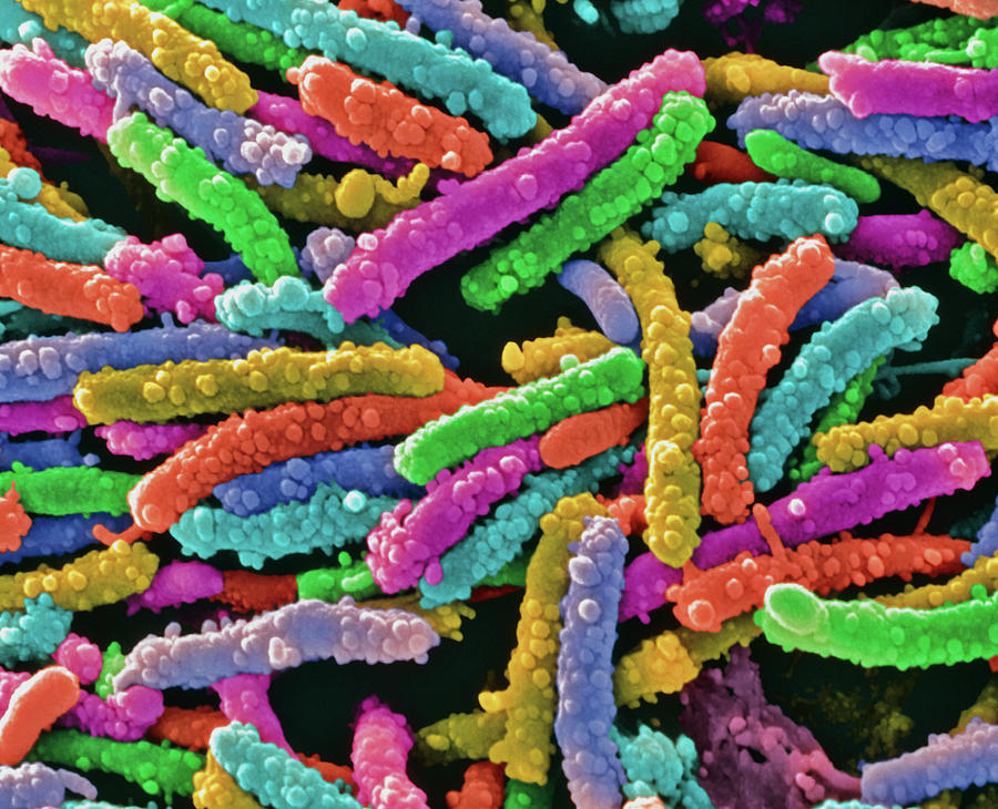 Unidentified Rod-shaped Bacteria Photograph by Science Pictures Limited/science Photo Library