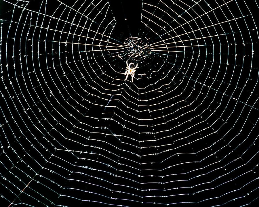 Unidentified Spider At Centre Of Its Orb Web Photograph by Adam Hart-davis/science Photo Library