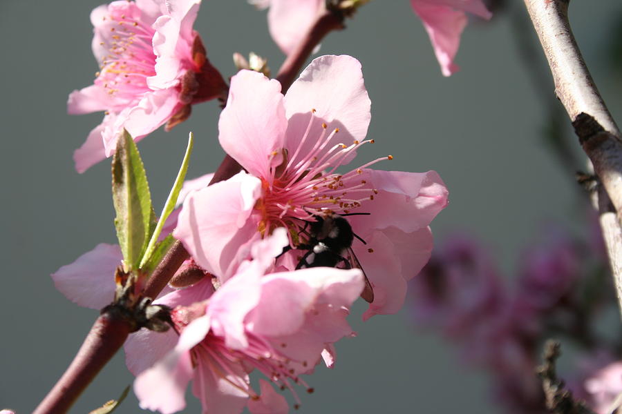 Unidentified Winged Insect On Peach Tree Blossom Photograph by Taiche Acrylic Art