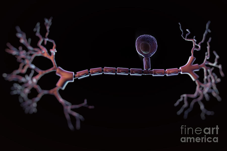 Unipolar Neuron Photograph by Science Picture Co