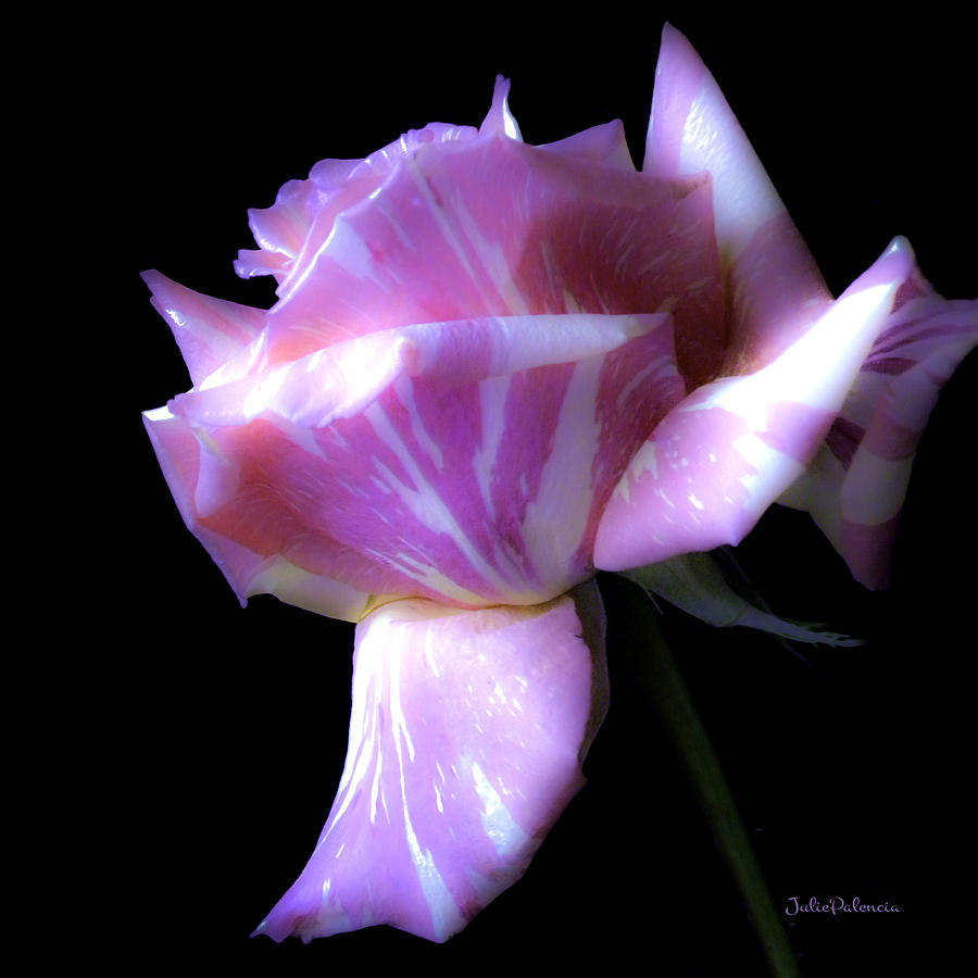 Nature Photograph - Unique Beauty Gelato Rose by Julie Palencia