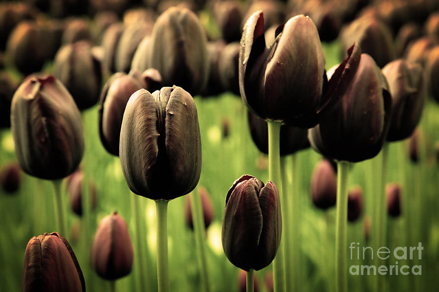 Unique Black Tulip Flowers In Green Grass Photograph