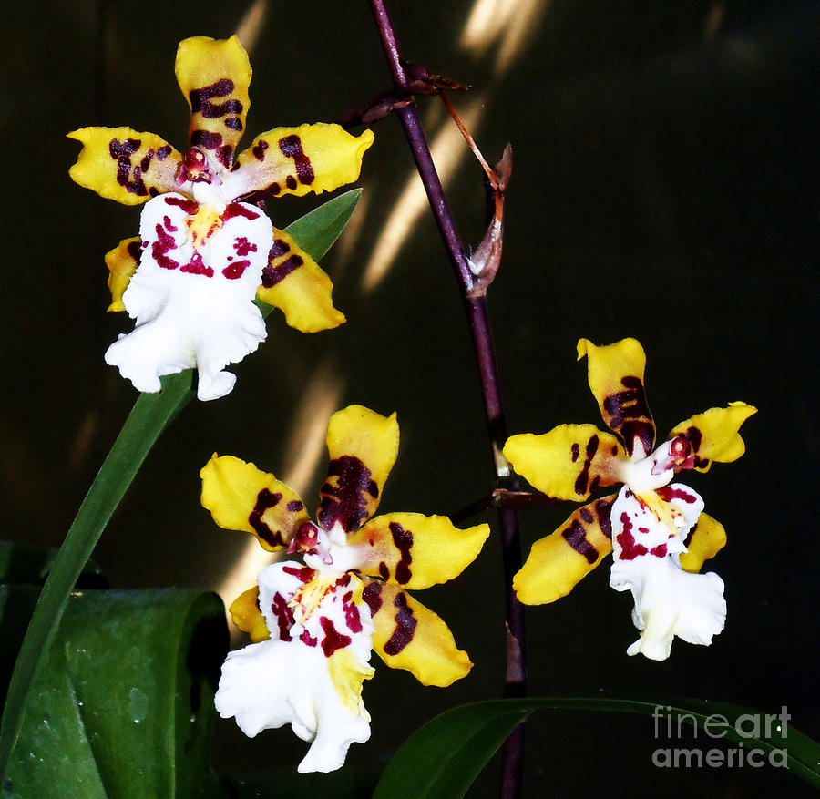 Flower Photograph - Unique Looking Orchids by Eva Thomas