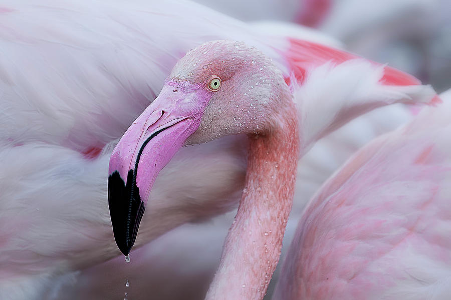 Flamingo Photograph - Unique Mildness by Martine Benezech
