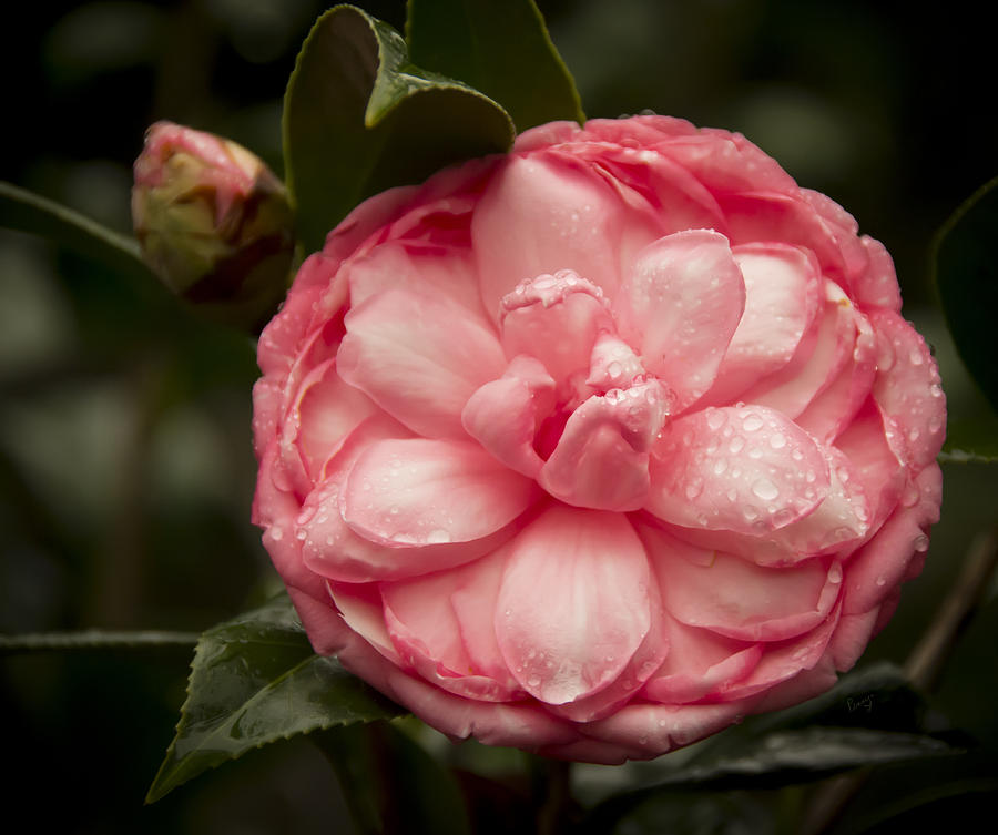 Unique Shaped Camelia Photograph by Penny Lisowski