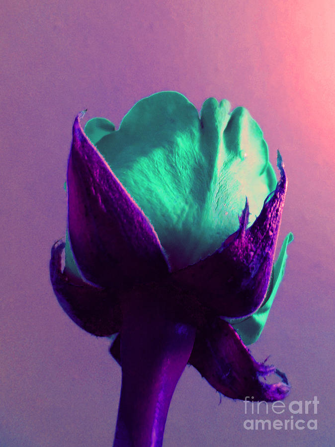 Unique Teal Rose Flower Purple Photograph