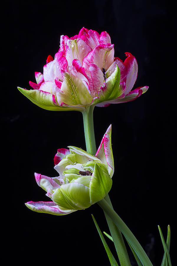Unique Tulips Photograph by Garry Gay - Pixels
