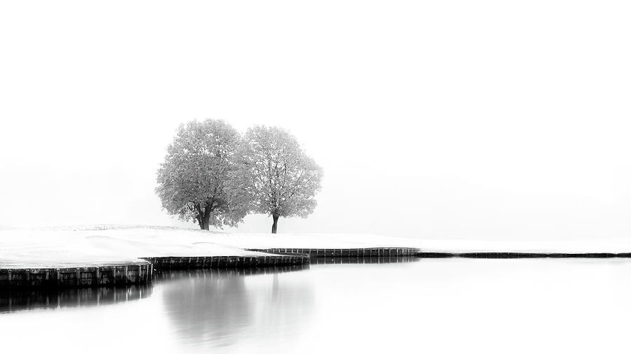 Trees Photograph - United by Marc Huybrighs