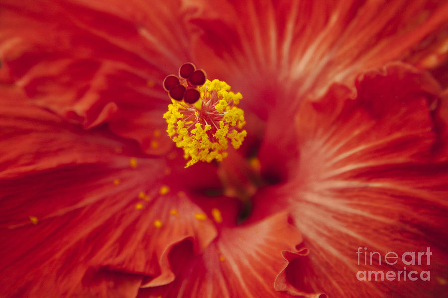Flower Photograph - Universal Joy by Sharon Mau