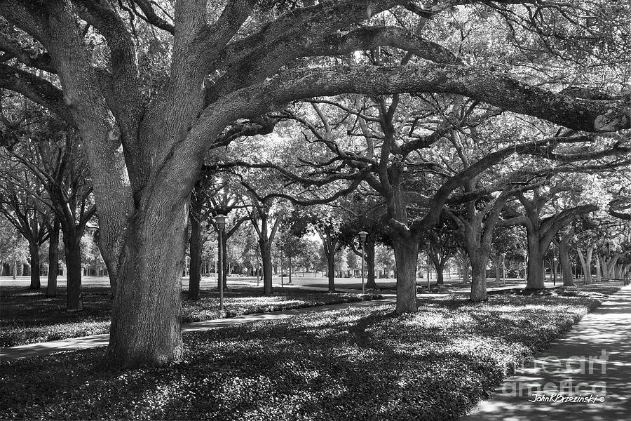 University of South Florida Landscape Photograph by University Icons
