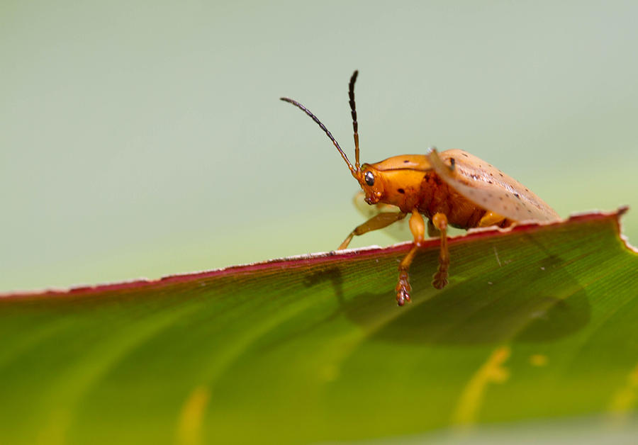 Animal Photograph - Unknown Shield Beetle by JP Lawrence