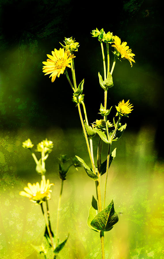 Spring Photograph - Unknown Yellow Wildflower by Onyonet Photo studios