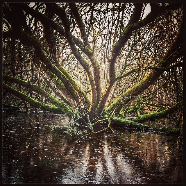 Nature Photograph - Unleash The Kraken!
#tree #woodland by Robert Campbell