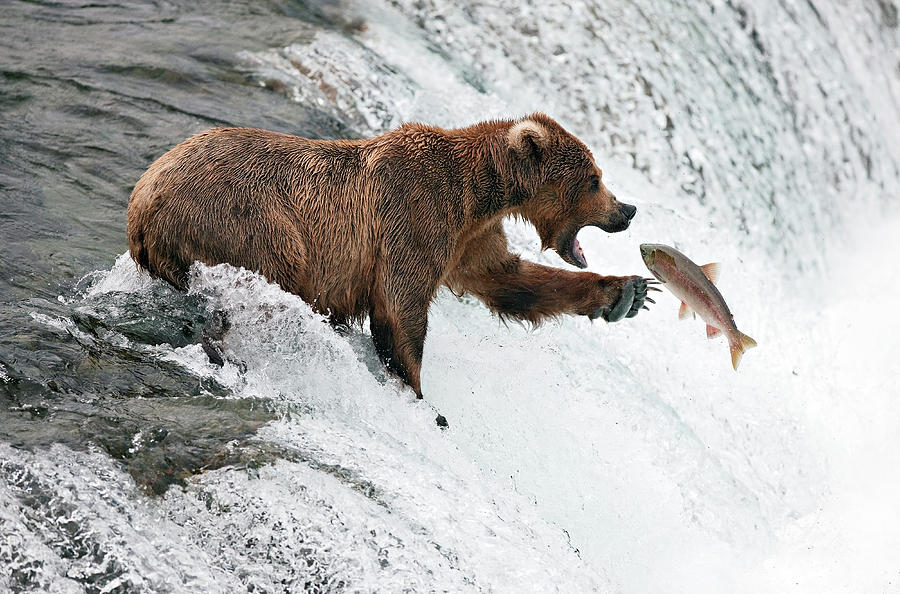 Salmon Photograph - Unlucky  Jump by Peter Stahl