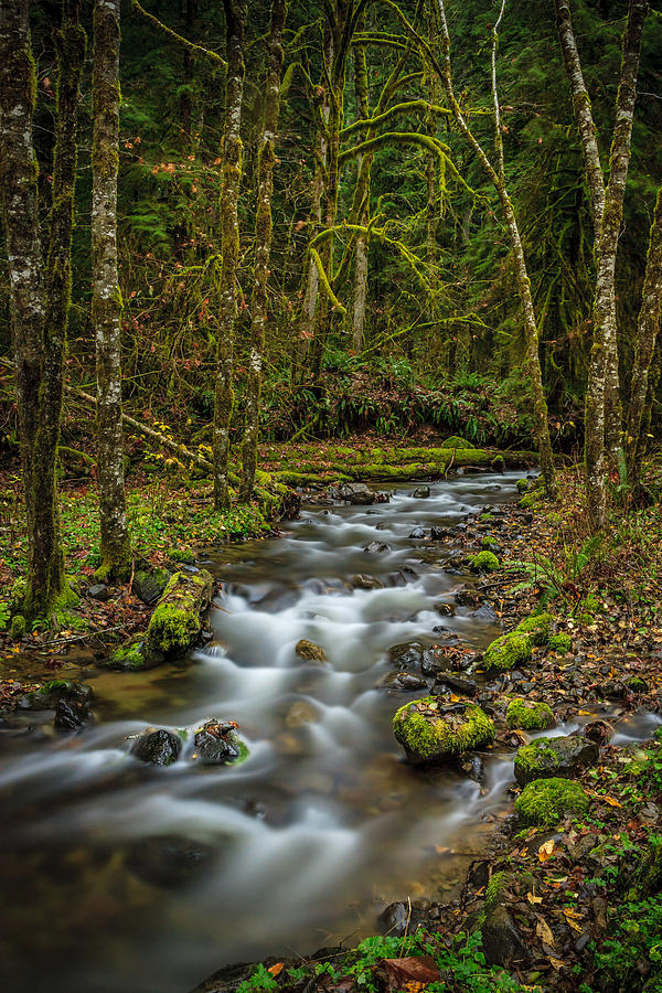 Creek Photograph - Unnamed Creek 2 by Mike Penney