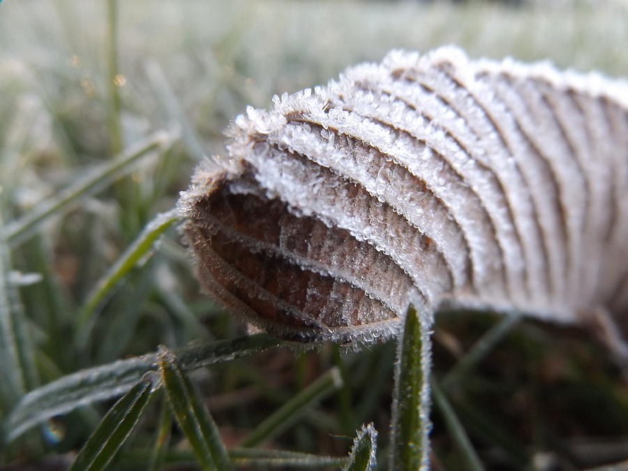 Winter Photograph - Unnoticed Frost by Maranda Busch