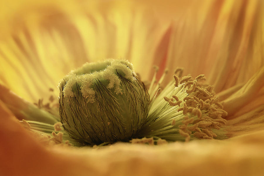 Flower Photograph - Uno Papavero Delicato by Augenwerk Susann Serfezi