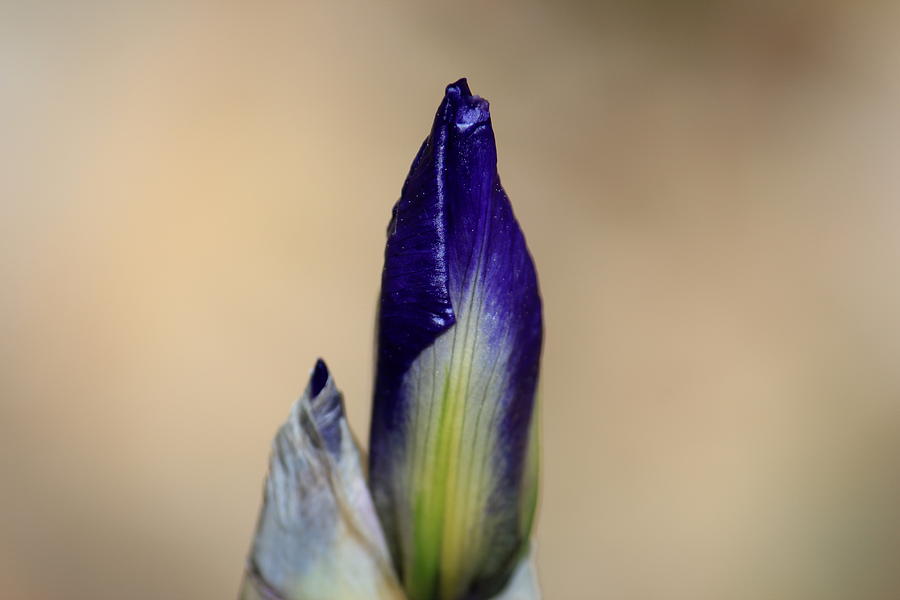 Unopened Iris Photograph by Trent Mallett
