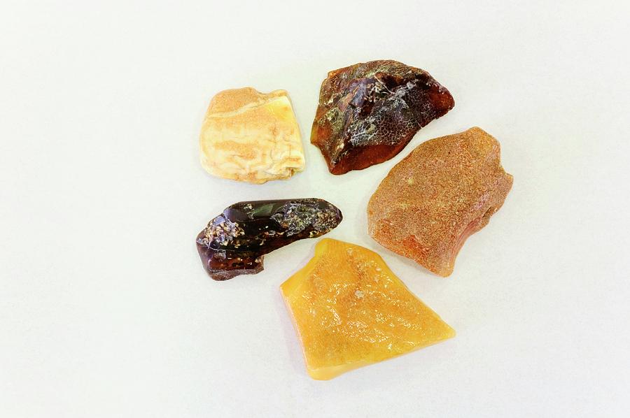 Unpolished Pieces Of Amber Photograph By Dorling Kindersley Uig 