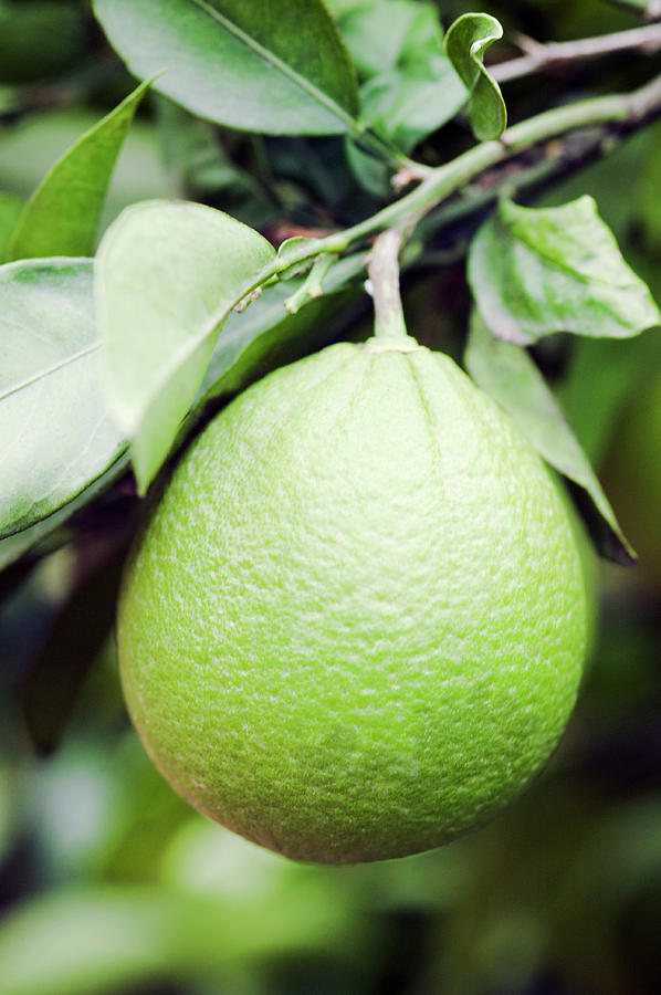 Unripe Navel Orange (citrus Sinensis) Photograph by Gustoimages/science Photo Library