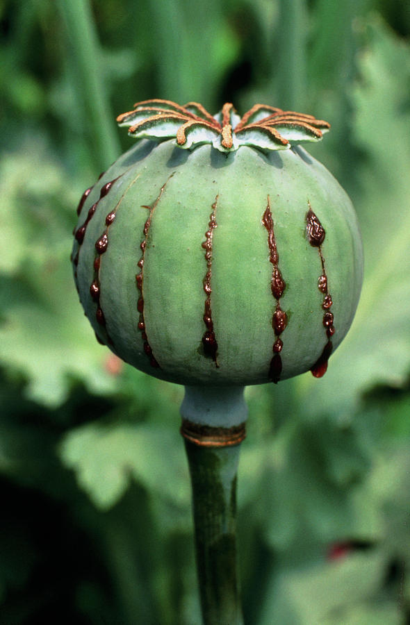 Poppy Photograph - Unripe Seed Capsule Of Opium Poppy by Dr Jeremy Burgess/science Photo Library.