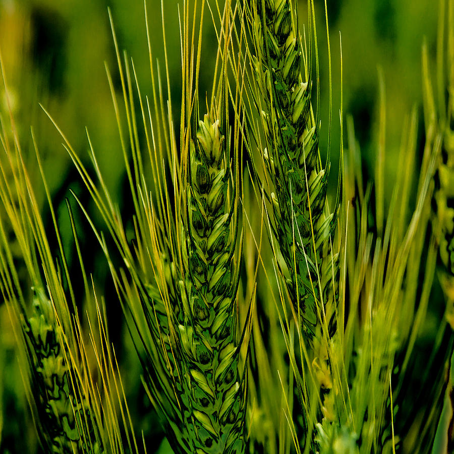 Unripened Wheat in the Palouse Photograph by David Patterson