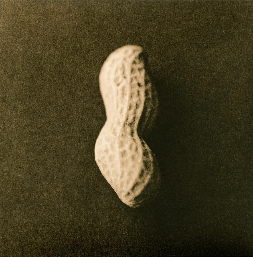 Unshelled Peanut Photograph by Cristina Pedrazzini/science Photo Library