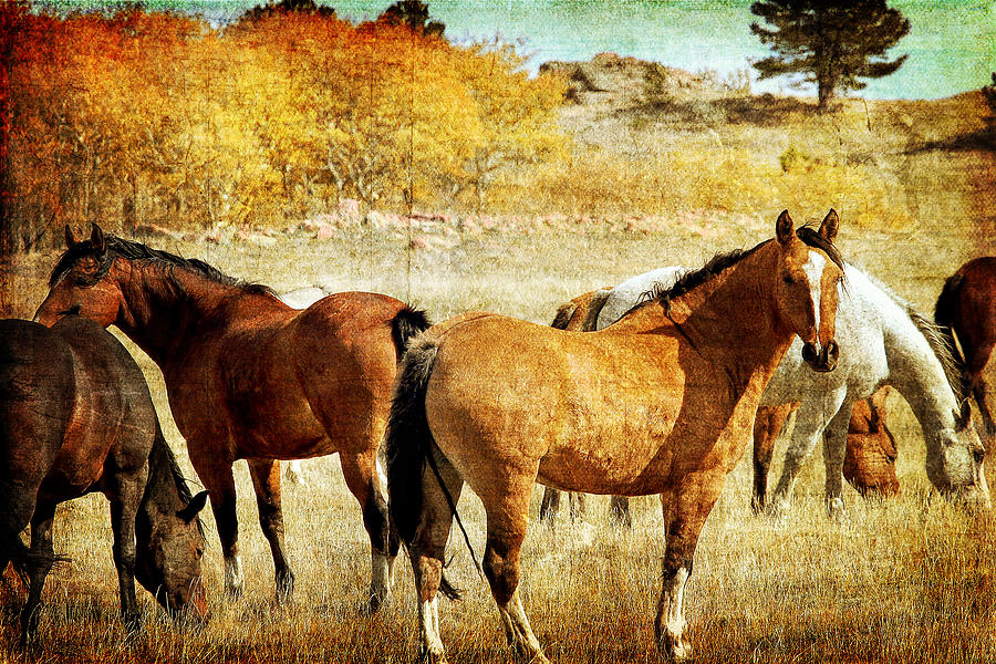 Horse Photograph - Untamed In Wyoming by Lincoln Rogers