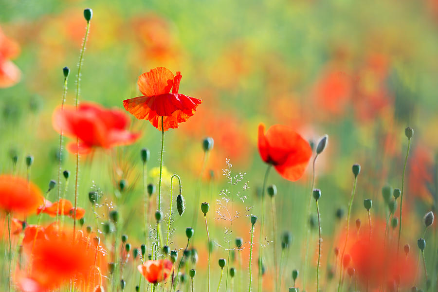 Poppy Photograph - Untited Colours of Summer  by Roeselien Raimond