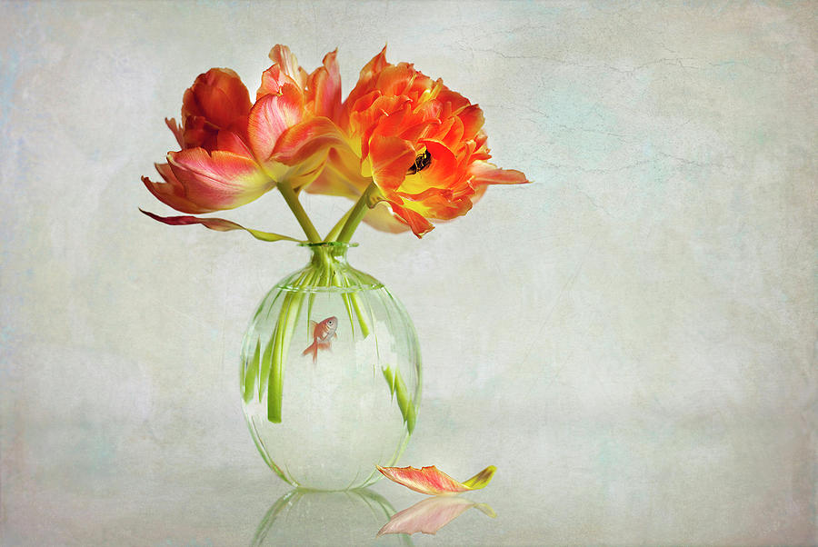 Tulip Photograph - Untitled by Alida Van Zaane