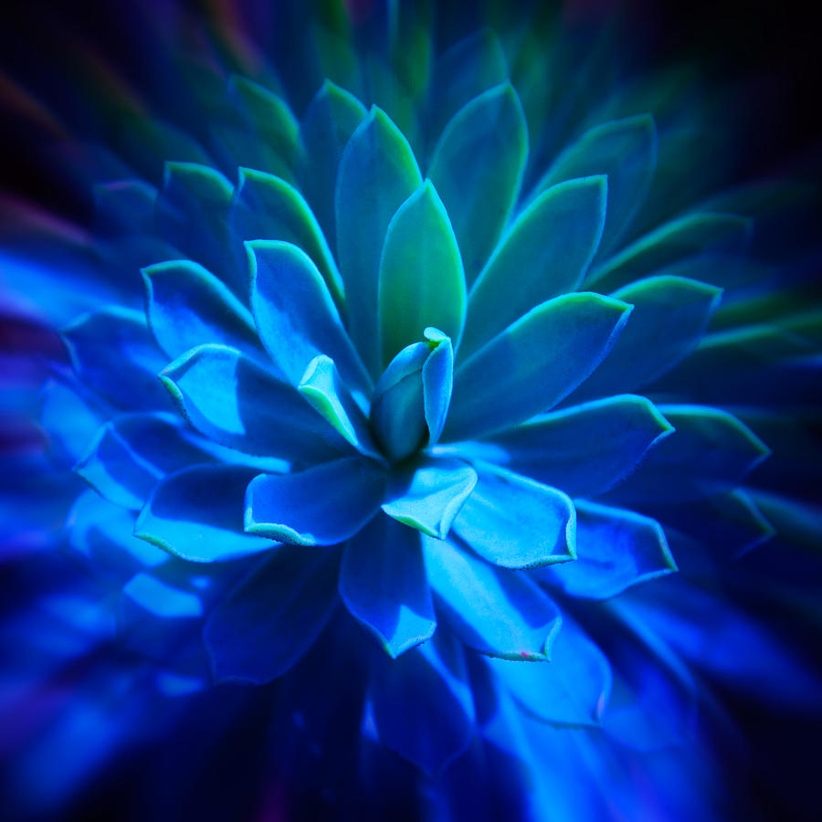 Untitled Blue Cactus Photograph by Julian Cook - Fine Art America