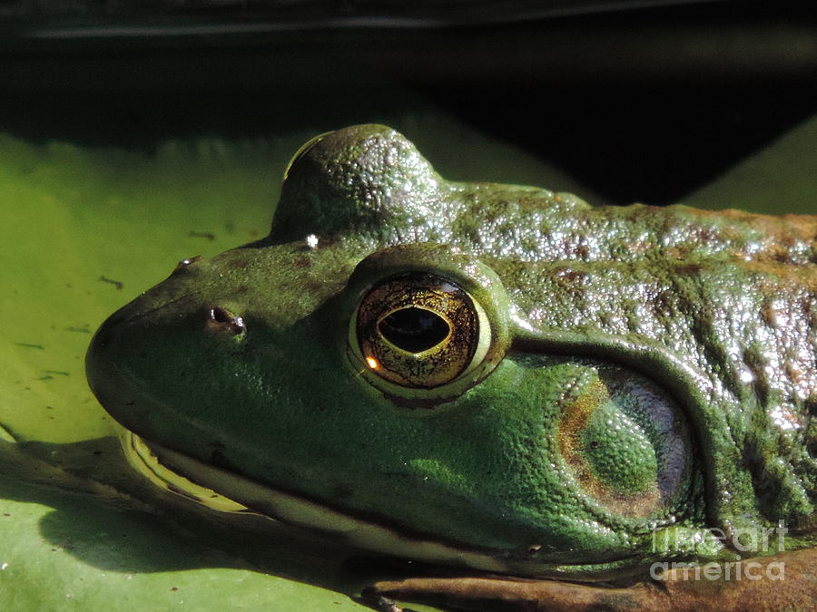 Frog Photograph - Untitled by Richard Taylor