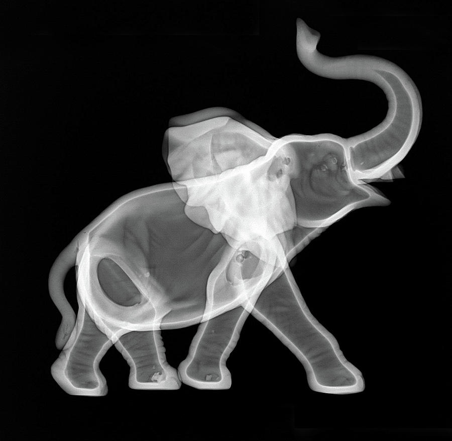 Ceramic Elephant X-ray Photograph by Teresa Zgoda