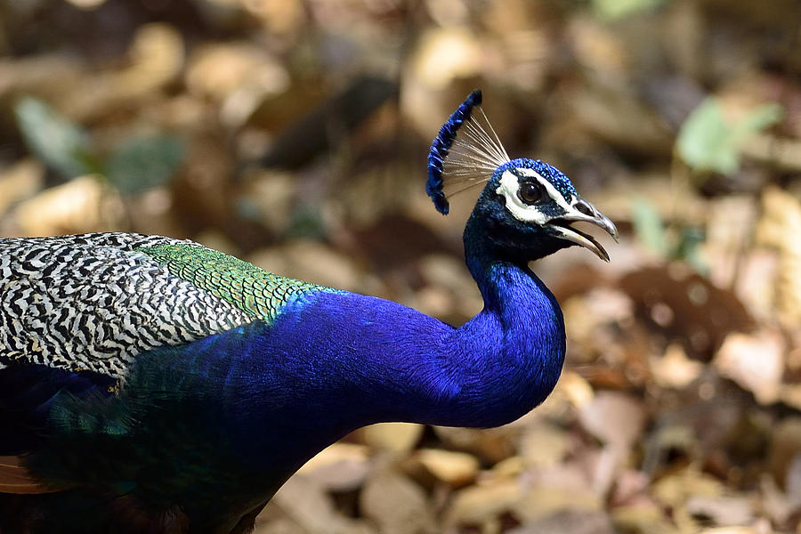 A Peacock Up-close Photograph