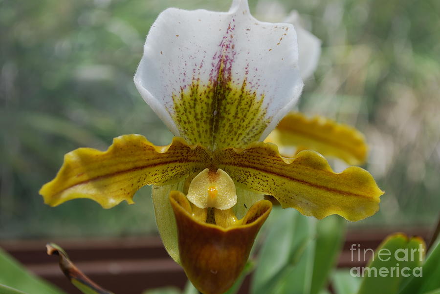 Orchid Photograph - Unusual Orchid Flower by DejaVu Designs