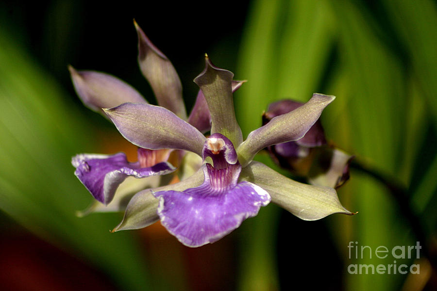 Unusual Orchid Photograph by Living Color Photography Lorraine Lynch