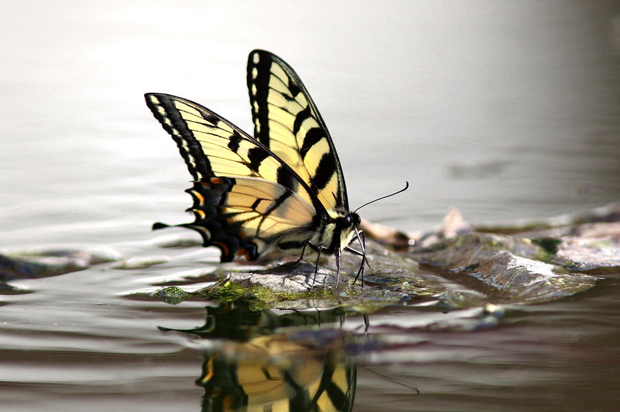Butterfly Photograph - Unusual Setting for a Butterfly - Water and Swallowtail by Travis Truelove
