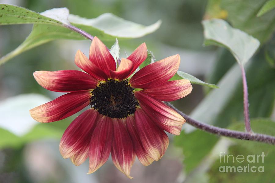 Unusual Sunflower Photograph by Yumi Johnson
