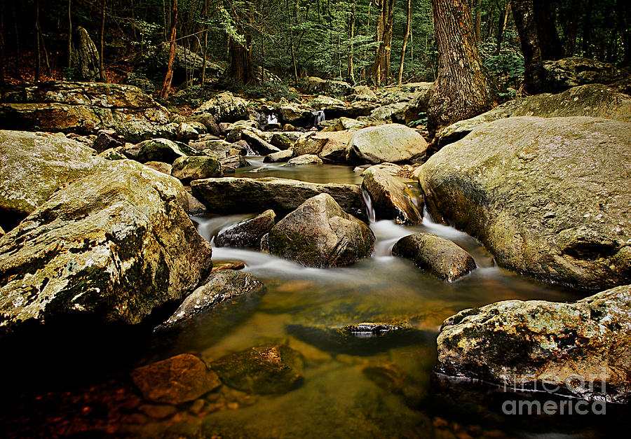 Up a Creek Photograph by Mark Miller