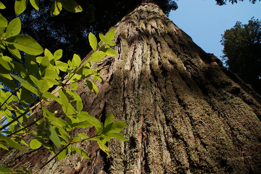 Up Movie Photograph - Up a Giant Redwood Tree by Mick Anderson