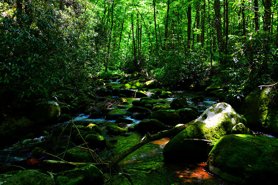 Nature Photograph - Up a little river by David Lee Thompson