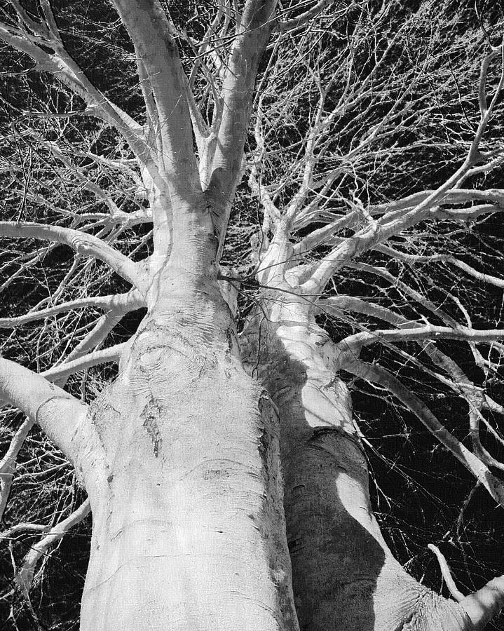 Up a Tree Photograph by Jodie Marie Anne Richardson Traugott          aka jm-ART