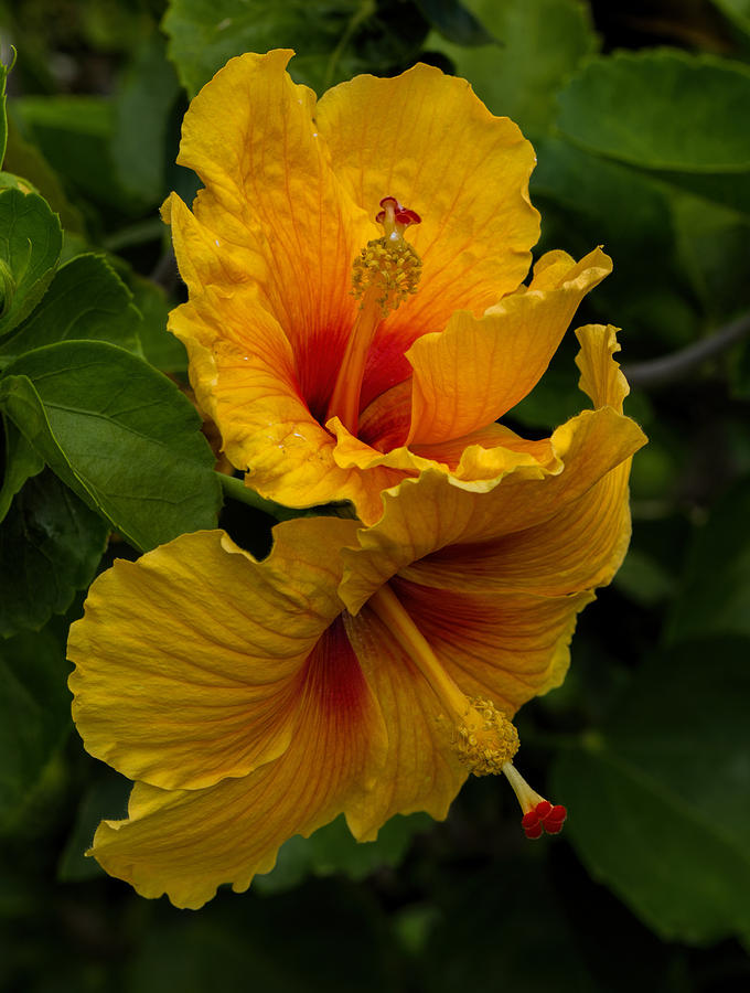 Up and Down Hibiscus Photograph by Dorothy Cunningham