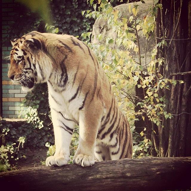 Tiger Photograph - Up close 2 by Renee Van Dooren